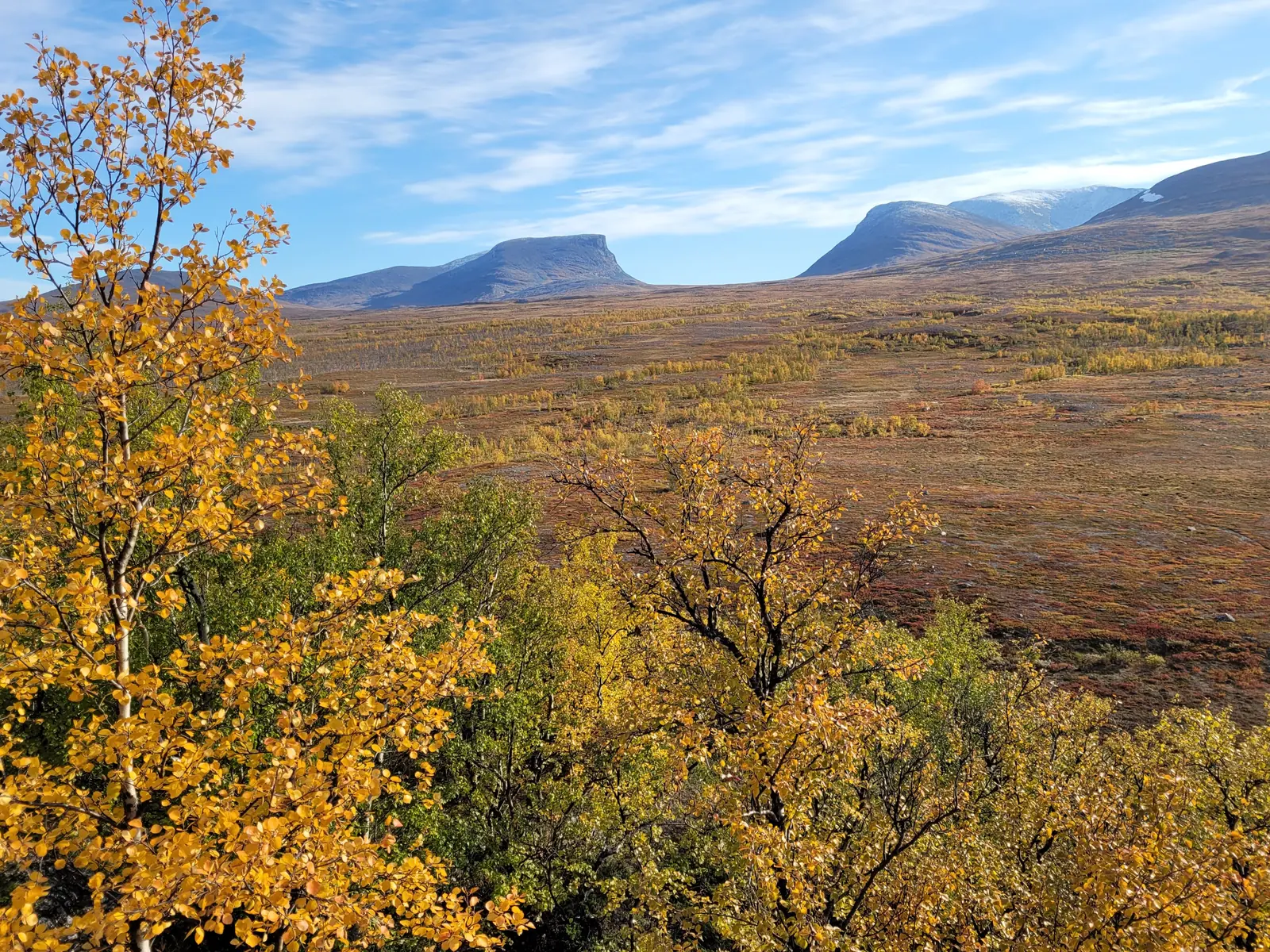 Autumn-yellow birches in Abisko National Park in front of wide mountain heath, with the U-shaped valley of Lapporten on the horizon under a blue sky