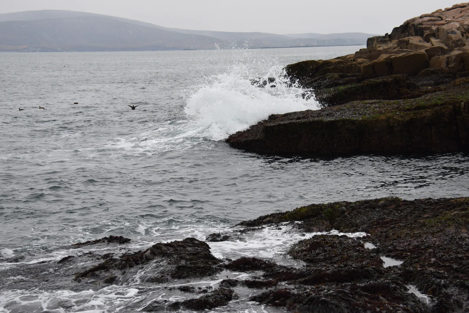 Surf breaking over the reddish granite slabs at Schoodic Point in Acadia National Park, with the coast of Mount Desert Island behind
