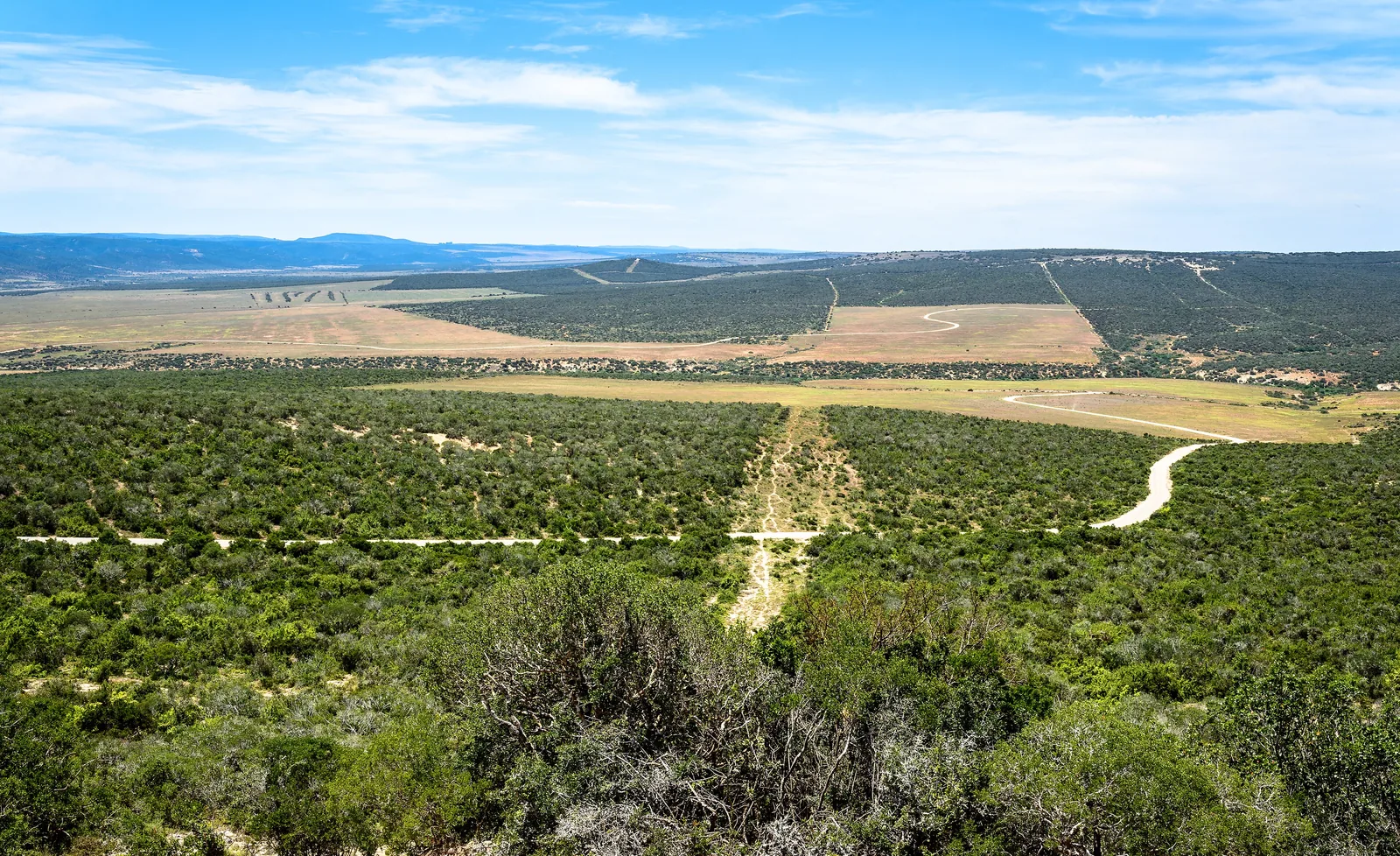 View across the dense thicket of Addo Elephant National Park to the horizon