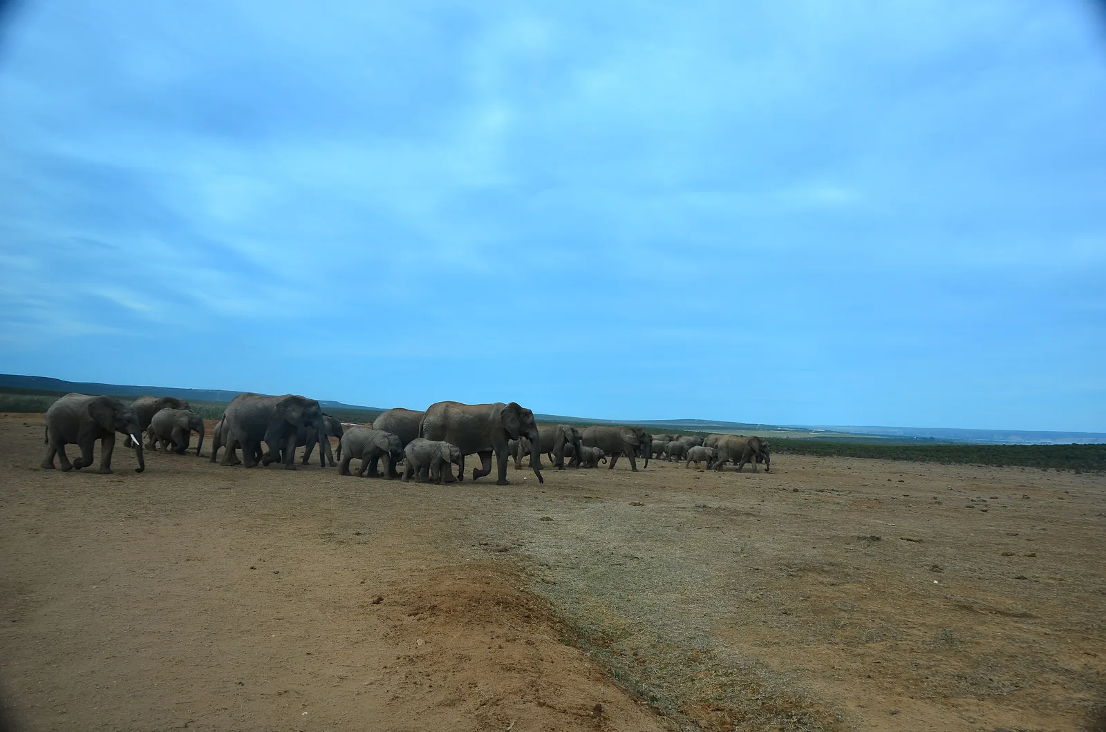 An elephant walks across open ground in Addo Elephant National Park, more elephants in the background