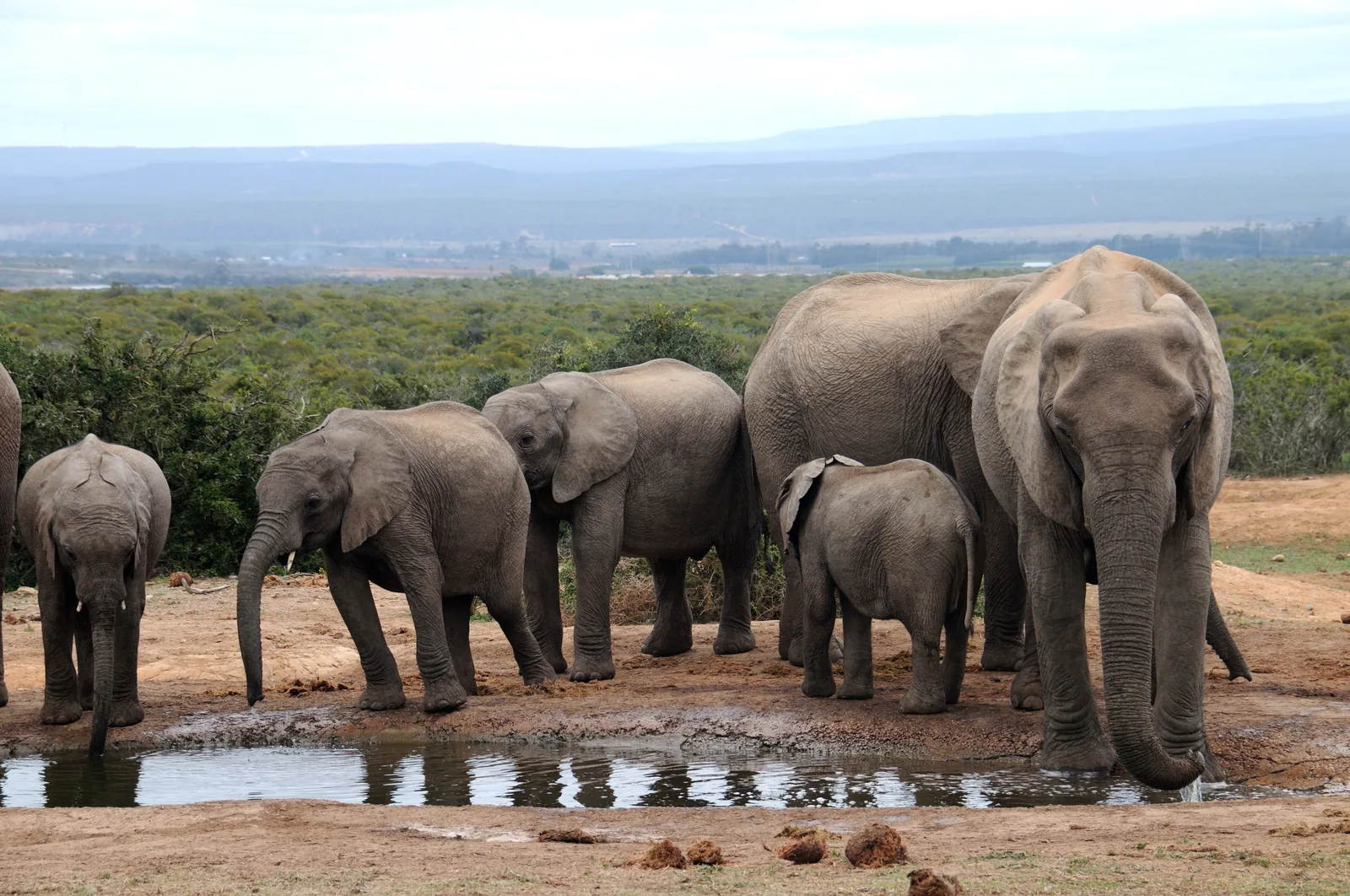 A herd of elephants with calves at a waterhole in Addo Elephant National Park, dense bush behind