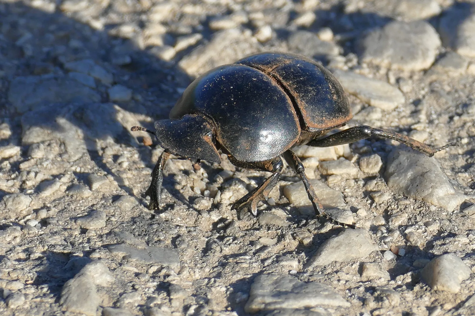 A large black flightless dung beetle crosses a gravel road in Addo Elephant National Park