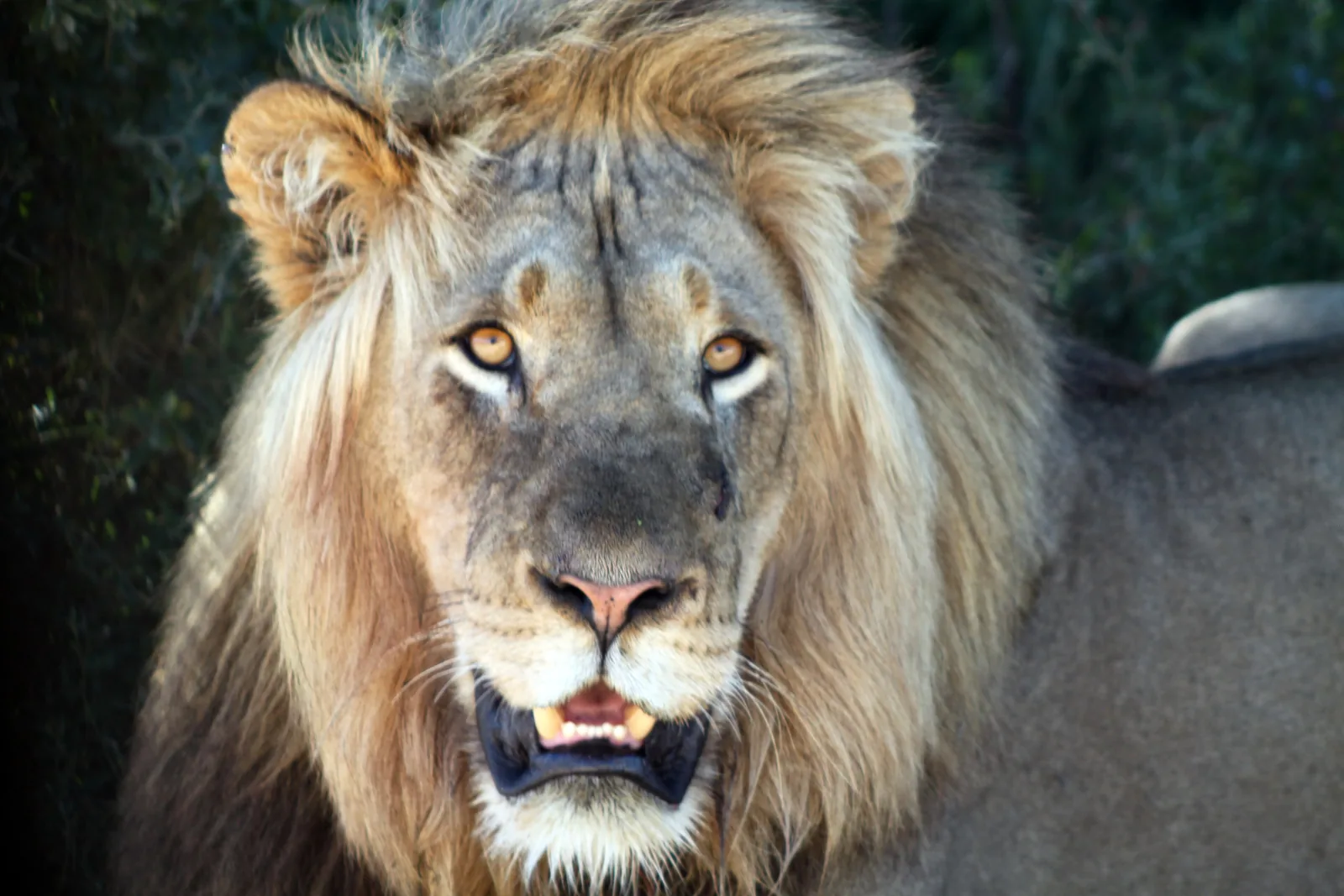 Head of a lion with a dark mane in Addo Elephant National Park