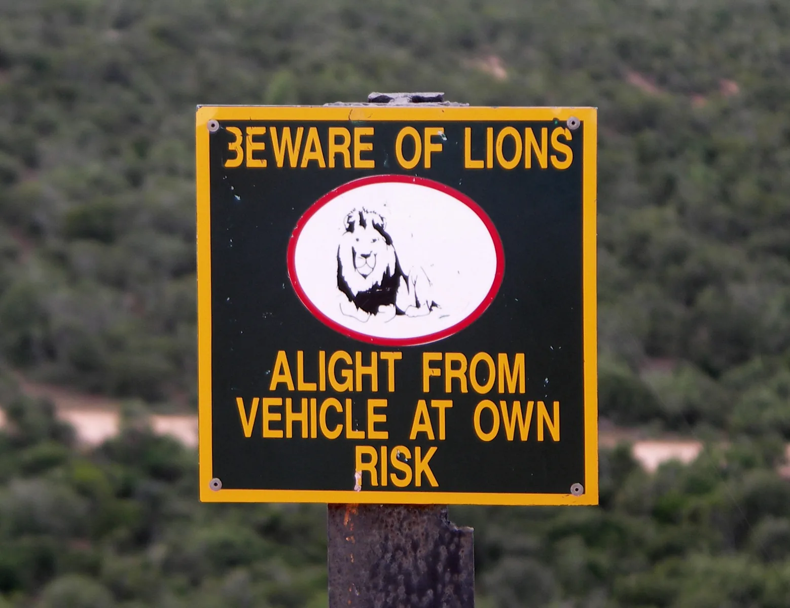 Warning sign “Beware of lions – alight from vehicle at own risk” at the Zuurkop lookout in Addo Elephant National Park
