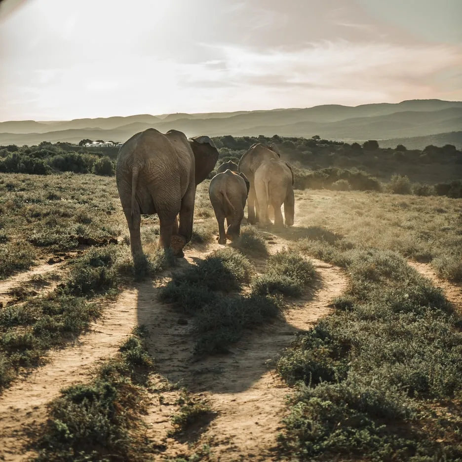 Offer photo: Addo Elephant Park: full-day safari with pick-up in Gqeberha