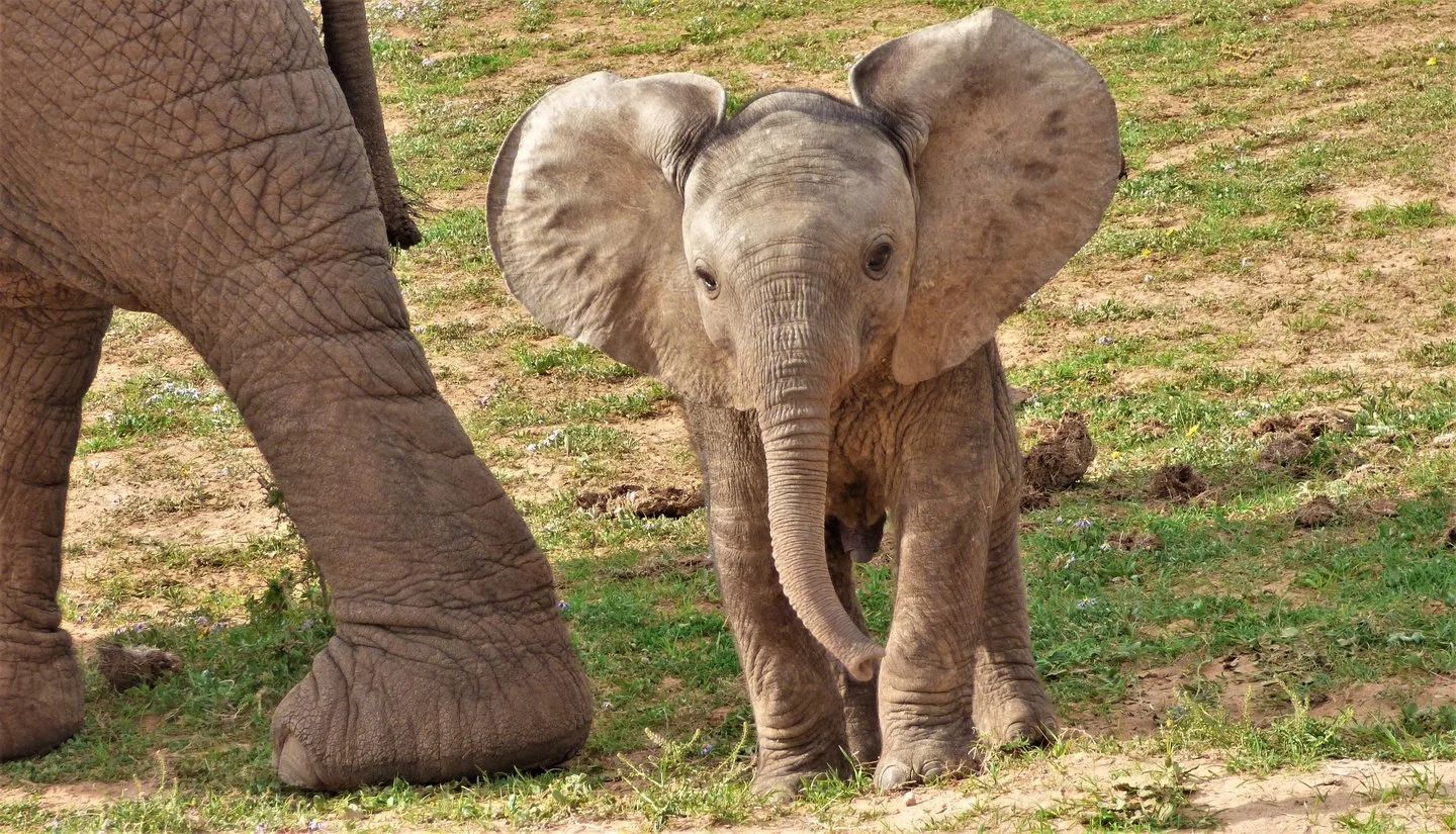 Offer photo: Addo: half-day guided safari from Addo village