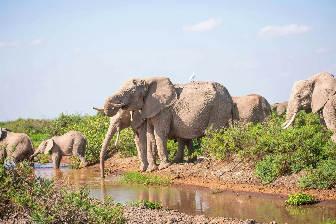 Offer photo: From Nairobi: day trip to Amboseli National Park with a Maasai village
