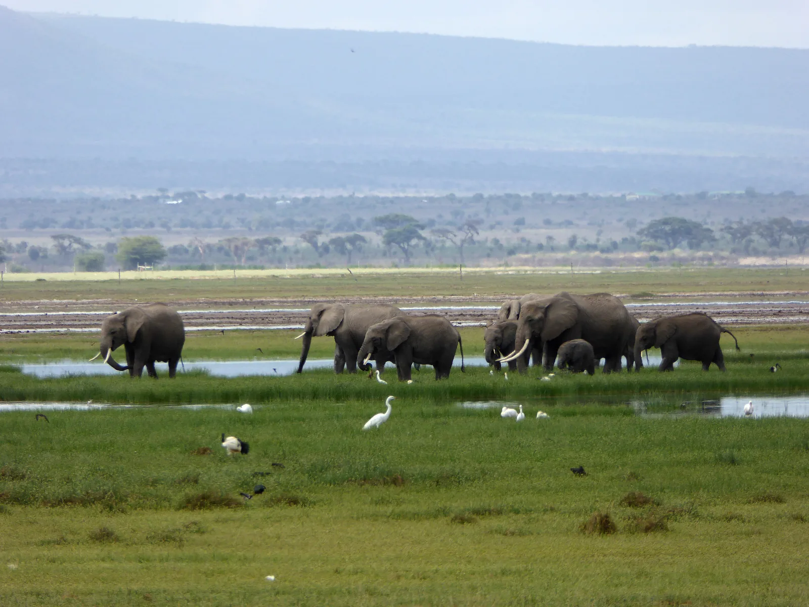 An elephant family with calves stands at a shallow waterhole in the swamp grass of Amboseli National Park, with white egrets in front