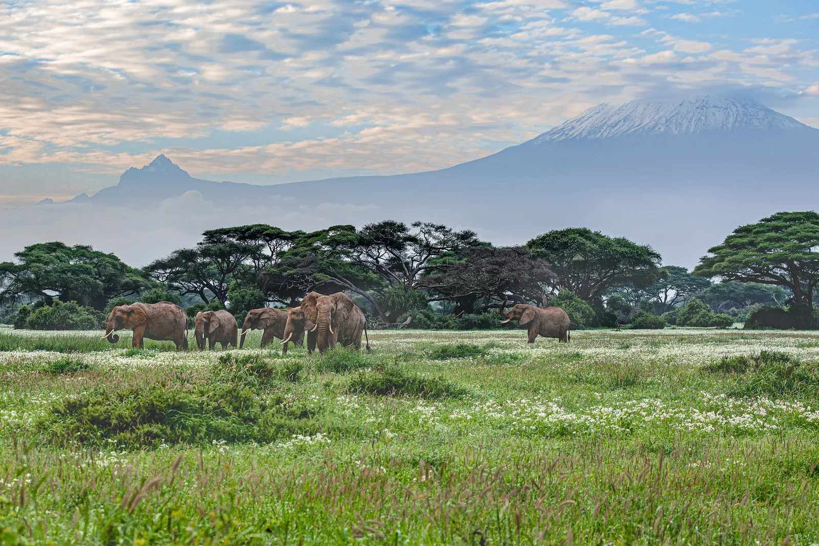 A herd of elephants crosses green grassland in Amboseli National Park in front of umbrella acacias, with snow-capped Kilimanjaro in Tanzania behind