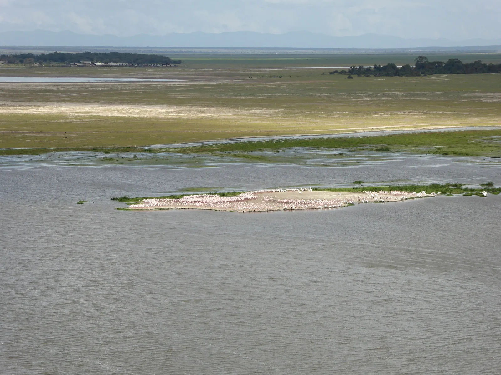 A pale gathering of flamingos on a sandbank in shallow water below Observation Hill in Amboseli National Park