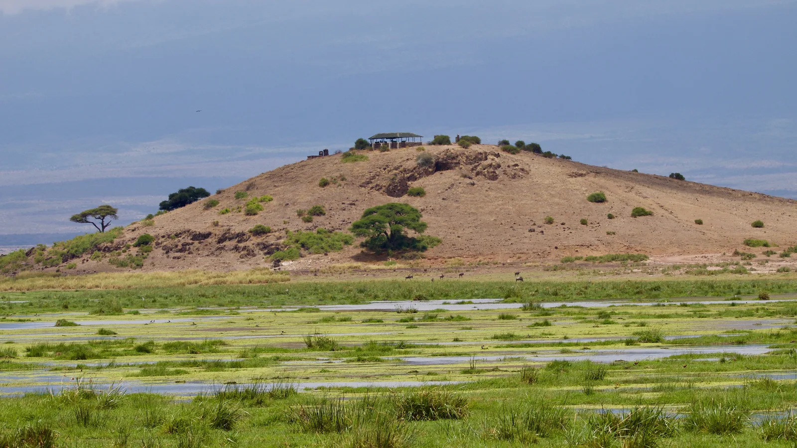 Observation Hill in Amboseli National Park: a bare, flat hill with a few acacias behind a green swamp plain crossed by stretches of water