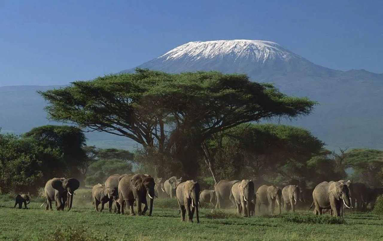 Offer photo: From Mombasa or Diani: three days in Tsavo East and Amboseli