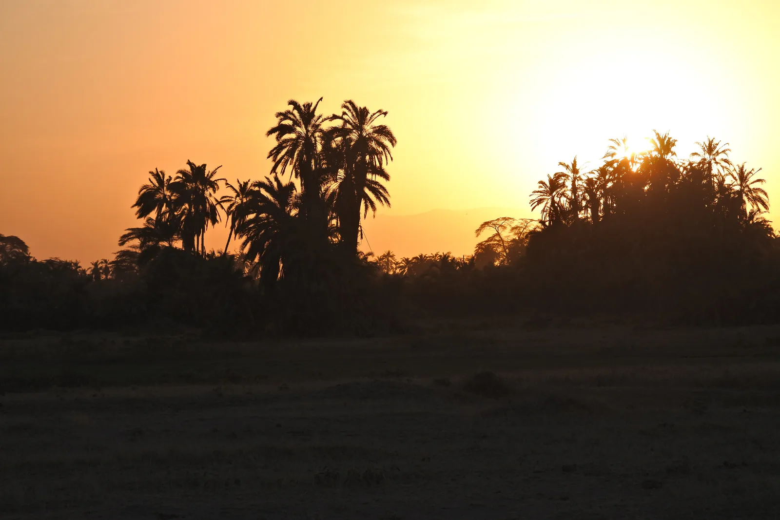 Sunset in Amboseli National Park: palms and trees as black silhouettes against an orange sky