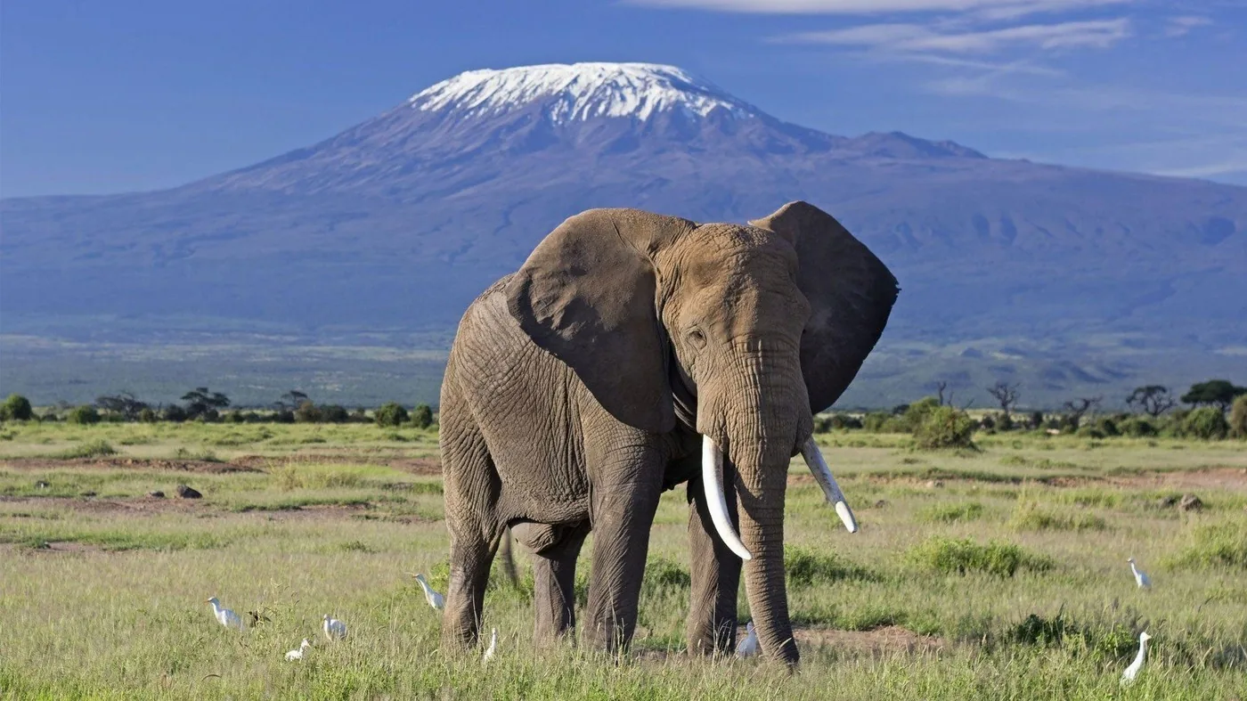 Offer photo: Two days in Amboseli by Land Cruiser: sunset and morning game drive