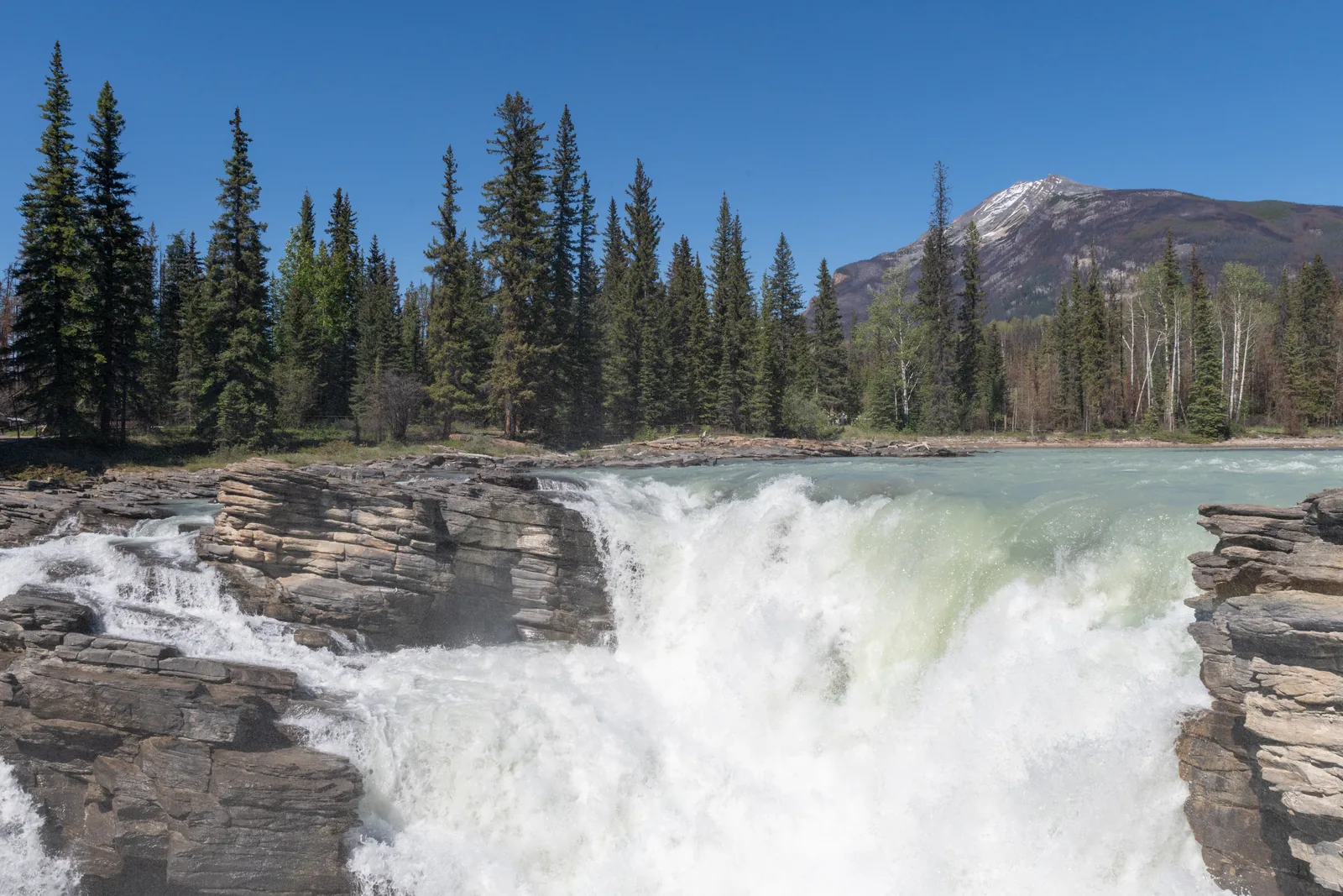 Athabasca Falls in Jasper National Park plunges foaming over a rock ledge, spruce forest behind