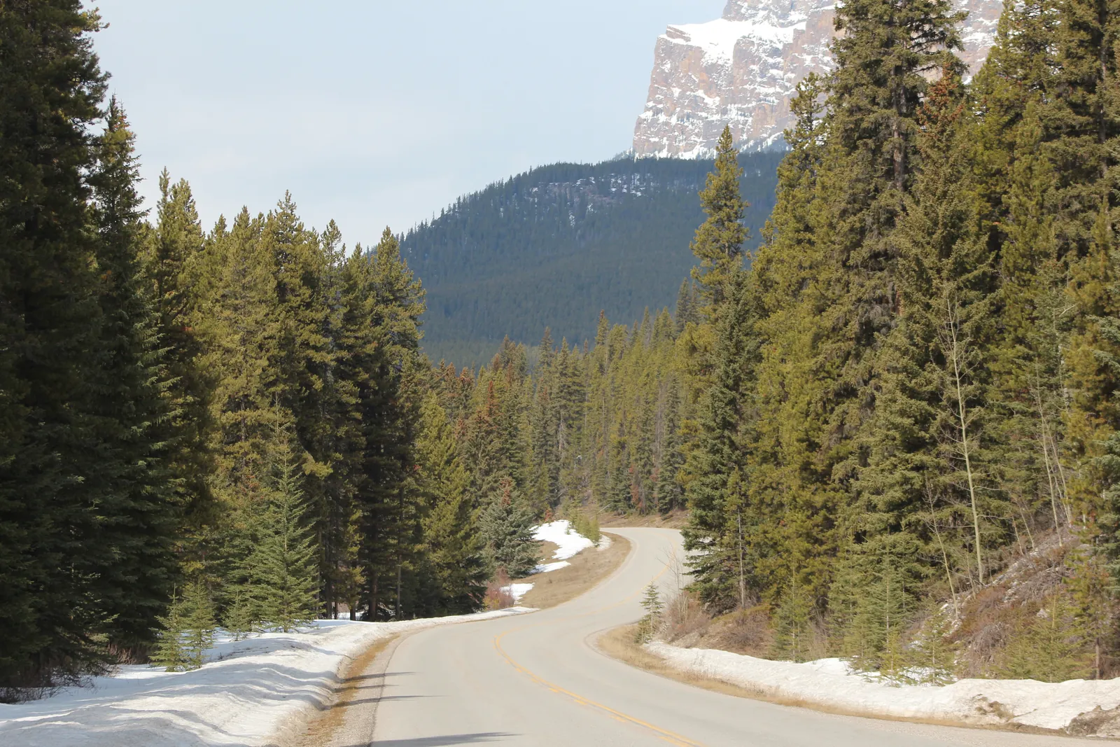 Winding road through dense conifer forest in Banff National Park with patches of snow at the edge, the rock face of Castle Mountain at top right.