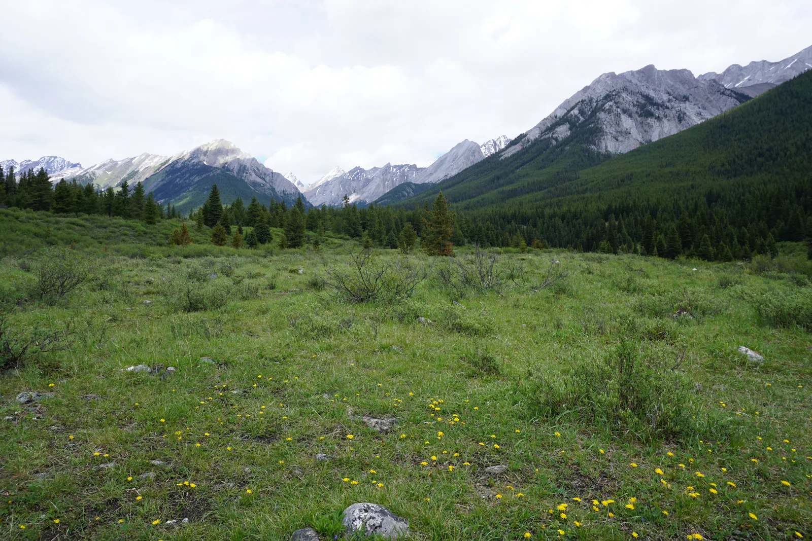 Flowering alpine meadow in Banff National Park at the Ink Pots on Johnston Creek below snowy peaks.