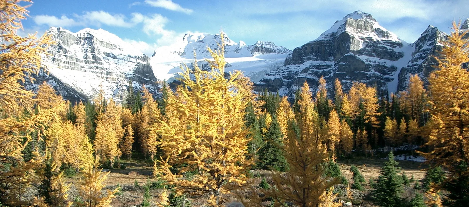 Golden larches in Larch Valley in Banff National Park below snow-covered mountains.