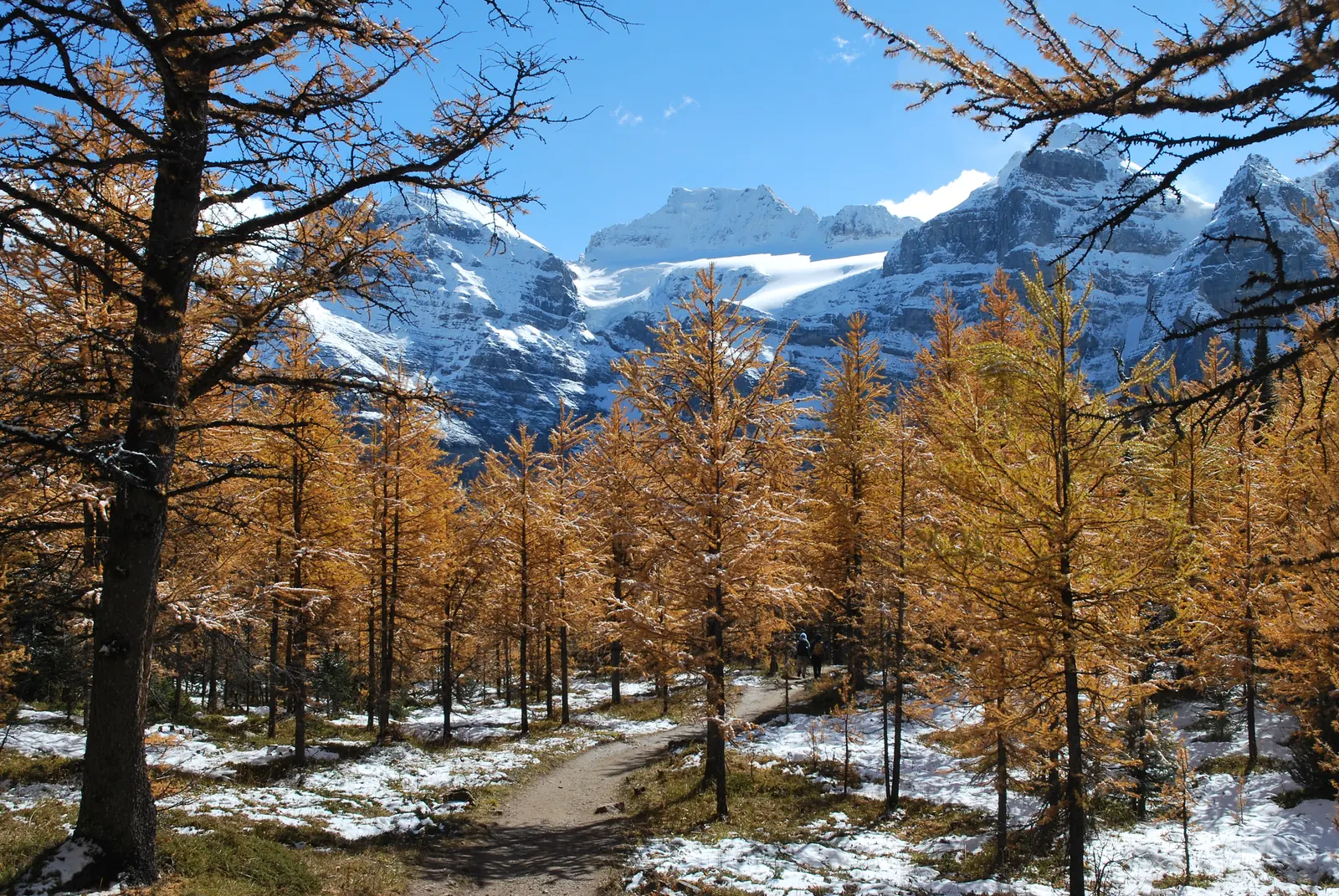 Trail through golden larches in Larch Valley in Banff National Park, the ground lightly covered in snow.