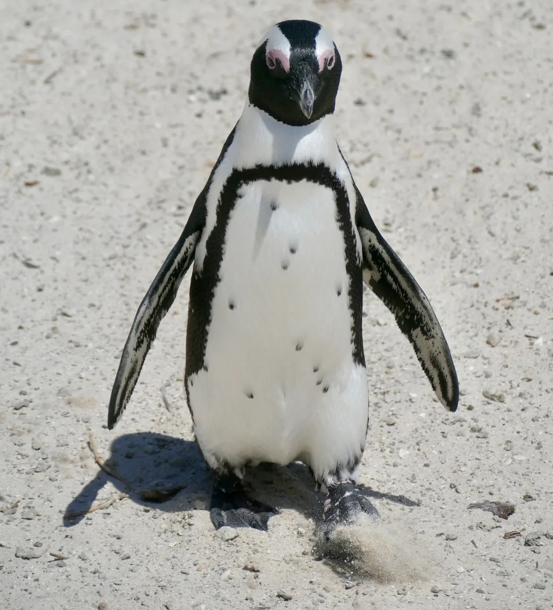 An African penguin runs across the sand at Boulders Beach towards the water with its flippers spread
