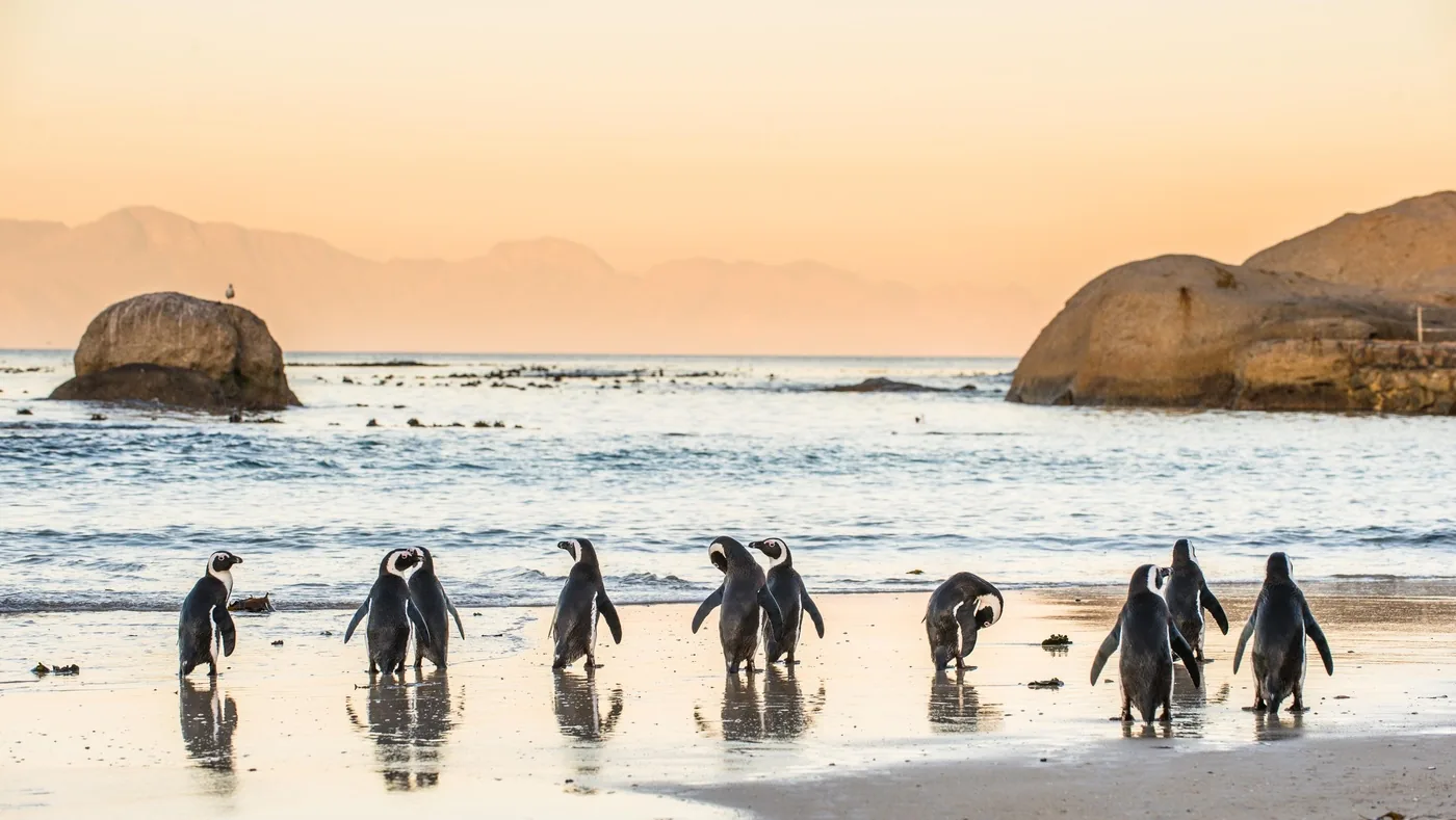 Offer photo: From Cape Town: Boulders Beach and the Cape of Good Hope in one day