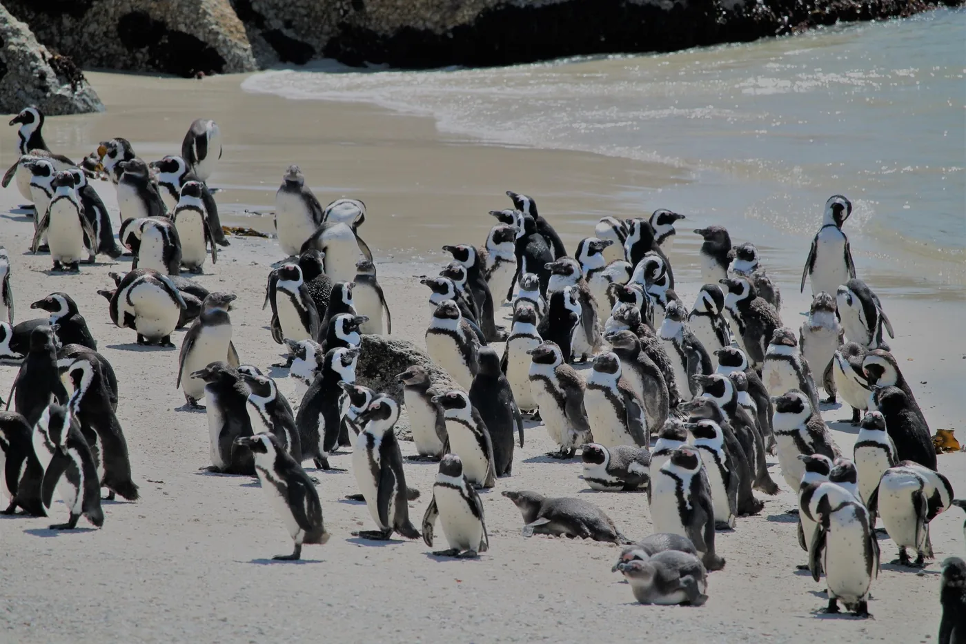 Offer photo: Half day: Boulders Beach and Cape Point from Cape Town