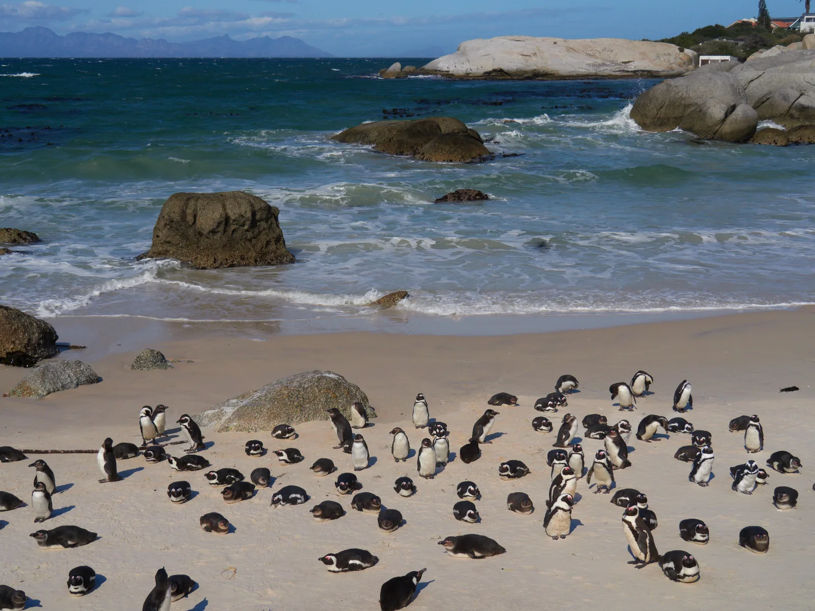 A colony of African penguins stands and rests on the sandy beach at Boulders Beach between round granite boulders