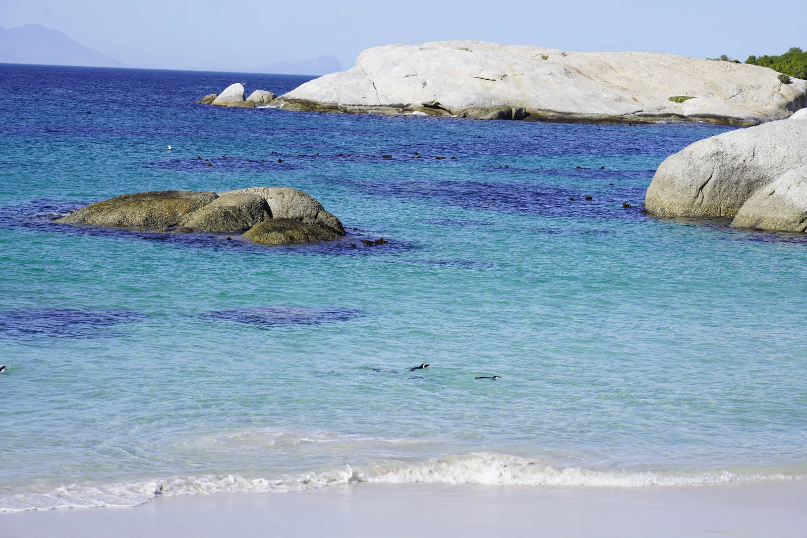 African penguins stand in shallow, clear water at Boulders Beach between pale granite boulders