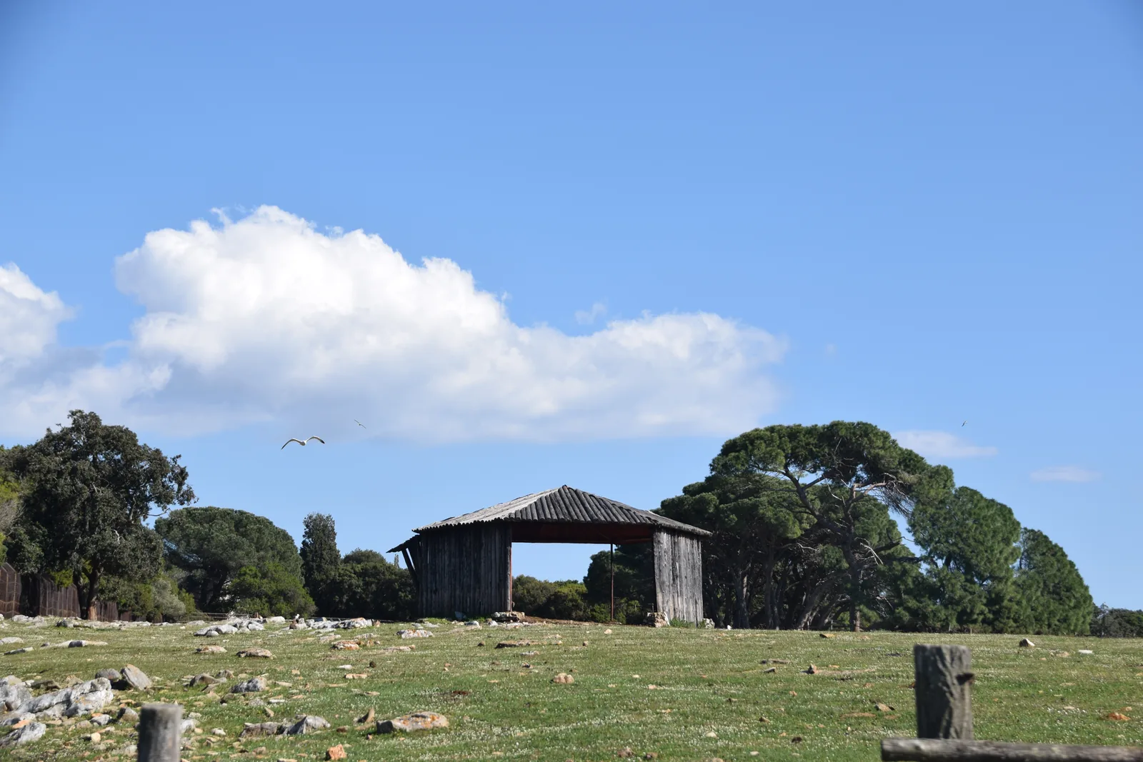 Open meadow with a shelter and stone pines on Veliki Brijun in Brijuni National Park