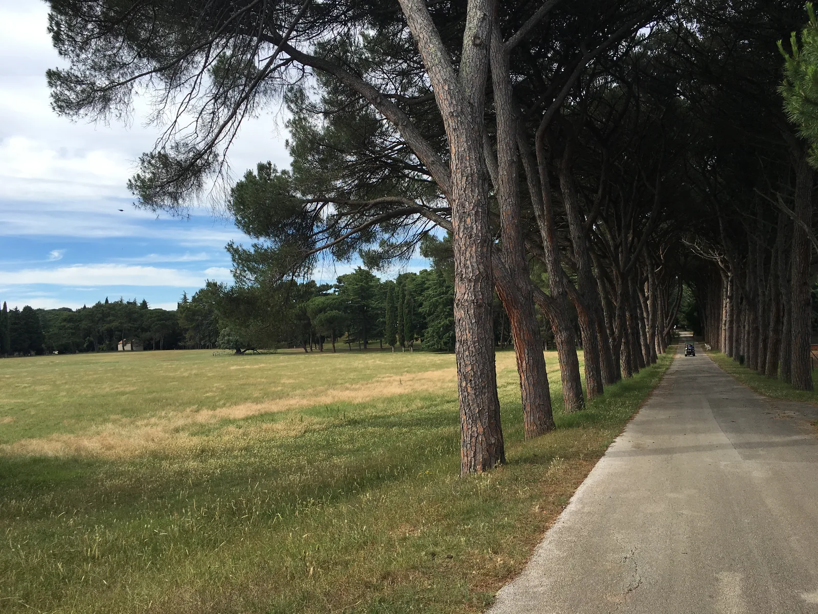 Pine-lined path across the meadows of Veliki Brijun in Brijuni National Park