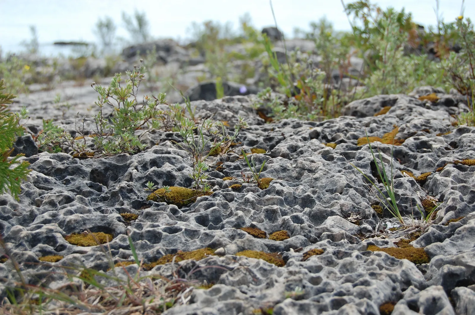 Alvar at Singing Sands in Bruce Peninsula National Park: furrowed pale limestone with moss cushions; on this stretch of shore the park authority also holds evenings under the night sky
