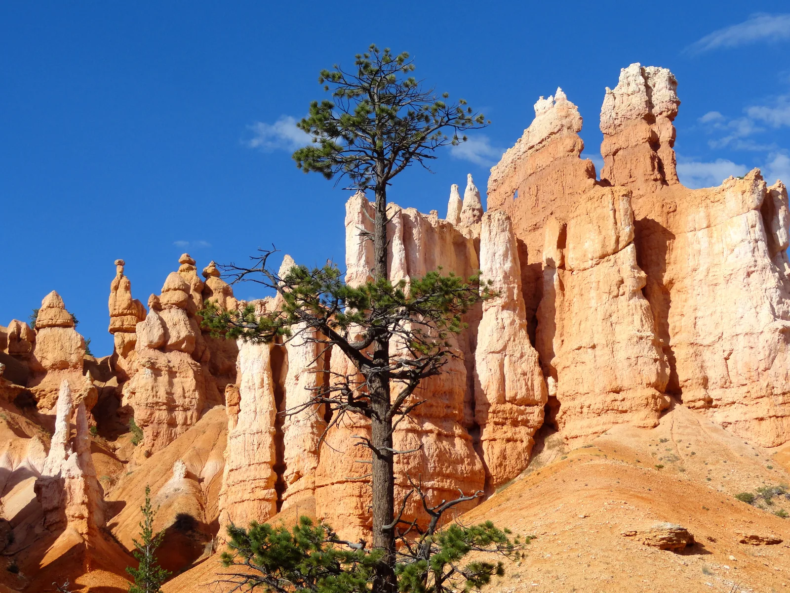 Hoodoos and a single pine on the Queen's Garden Trail in Bryce Canyon National Park against a deep blue sky