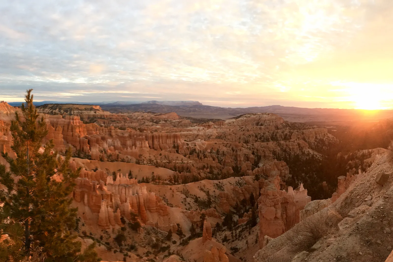 Sunrise over the Bryce Amphitheater in Bryce Canyon National Park: rows of glowing orange hoodoos, a pine on the left, distant plateaus on the horizon
