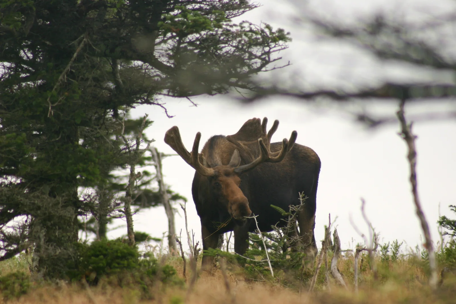 A bull moose with velvet-covered antlers stands among wind-blown spruce at the edge of a clearing in Cape Breton Highlands National Park