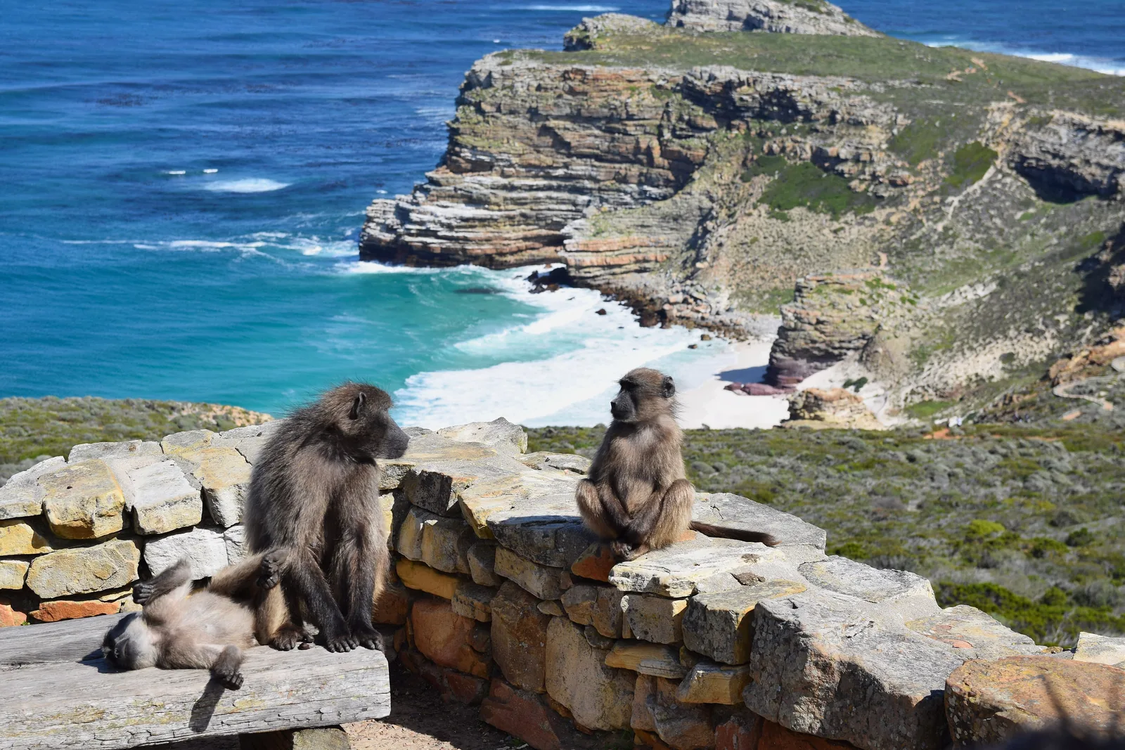 Three chacma baboons sit on a stone wall at the Cape of Good Hope, with cliffs and beach behind