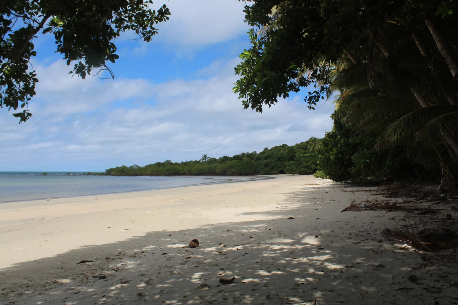 A pale sandy beach near Cape Tribulation, the sea on the left, dense rainforest with palms reaching down to the beach on the right