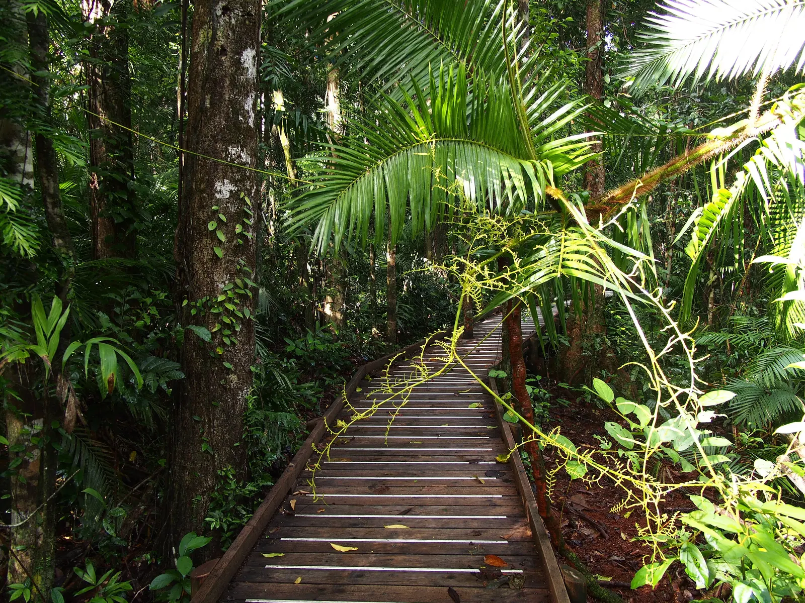 The Jindalba Boardwalk in Daintree National Park leading through dense rainforest with palms and vines