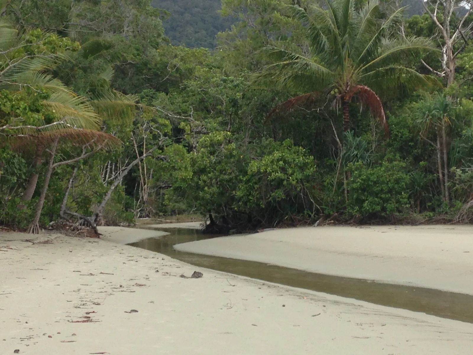 A tidal creek near Cape Tribulation in Daintree National Park flowing across pale sand into the sea, with mangroves and palms behind