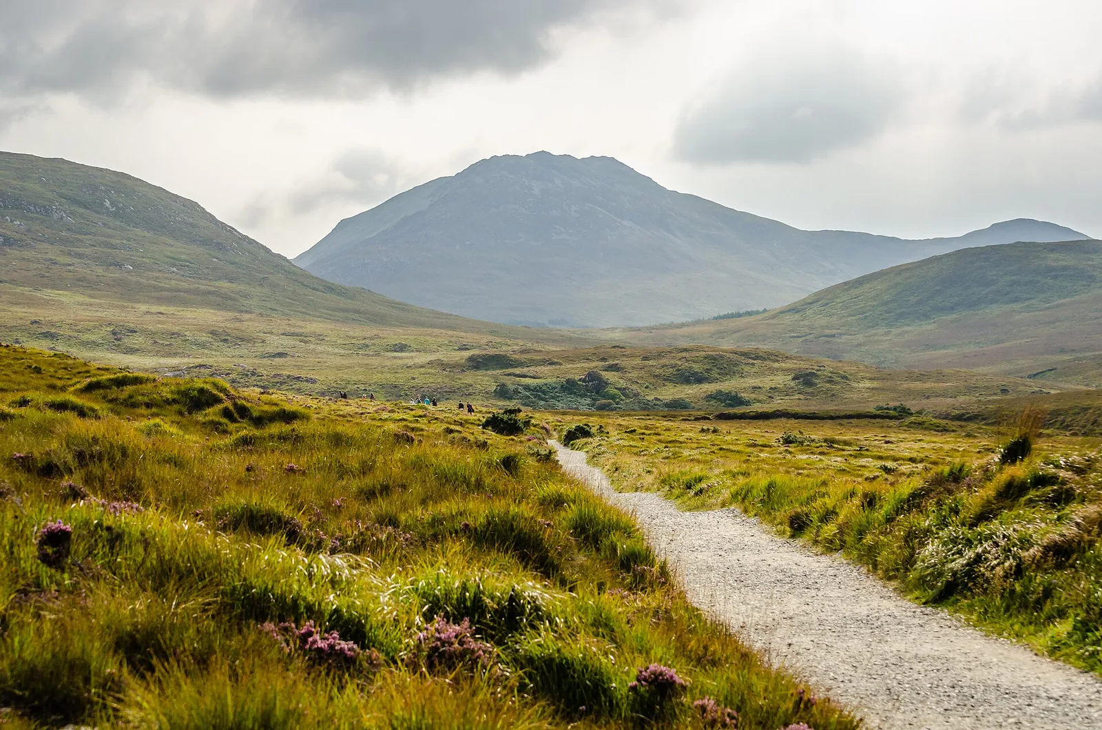 A path through bog and heath in Connemara National Park, with the Twelve Bens mountains behind