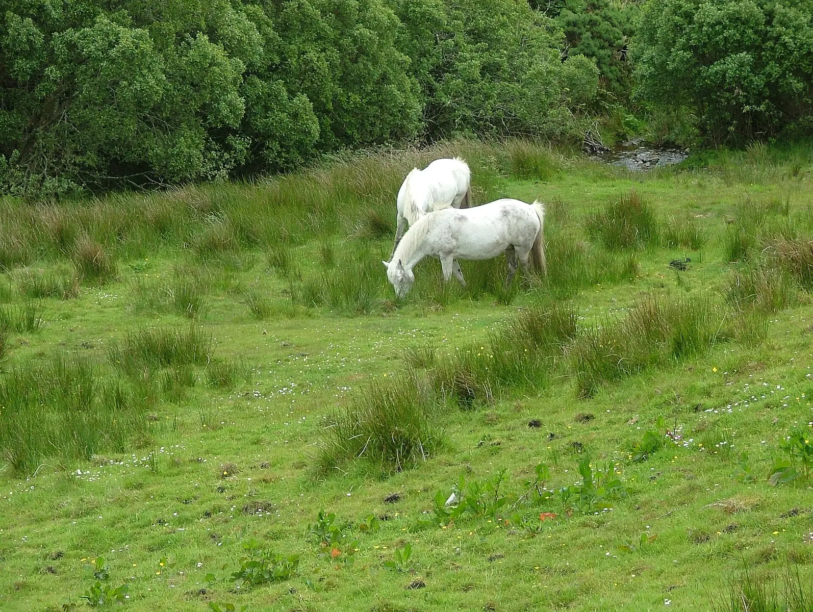 Connemara ponies on a pasture in Connemara National Park