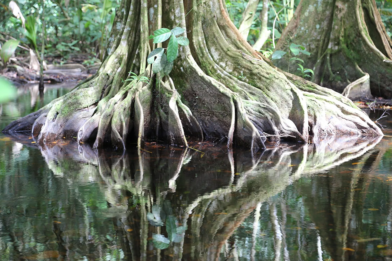Huge buttress roots of a tree reflected in still water in the rainforest of Corcovado National Park