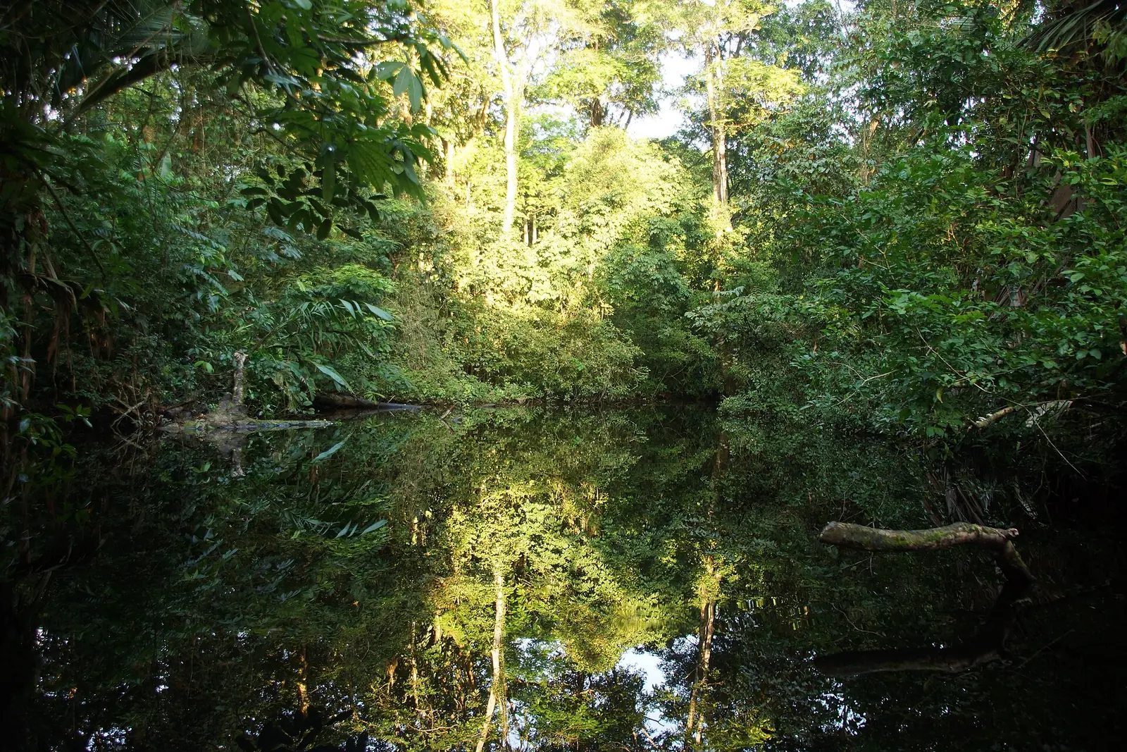 Dense green rainforest and a quiet stream in Corcovado National Park