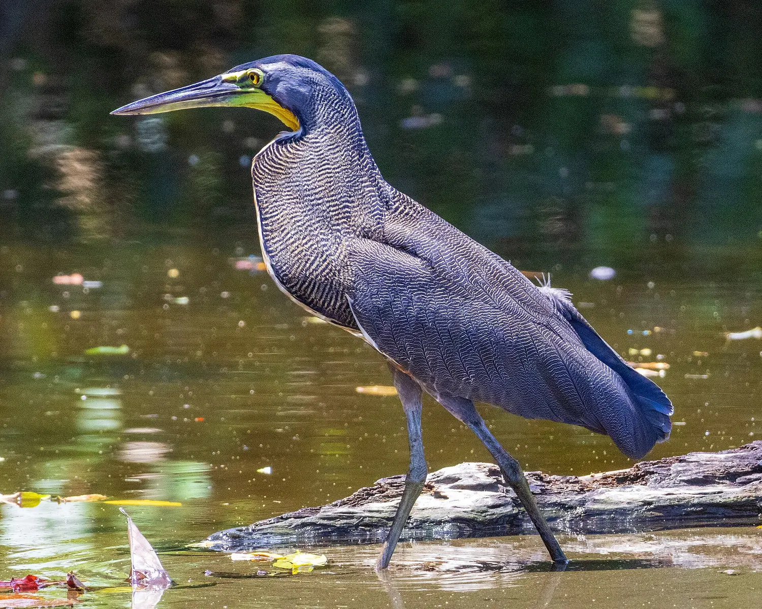 A bare-throated tiger heron wades through the Río Sirena in Corcovado National Park