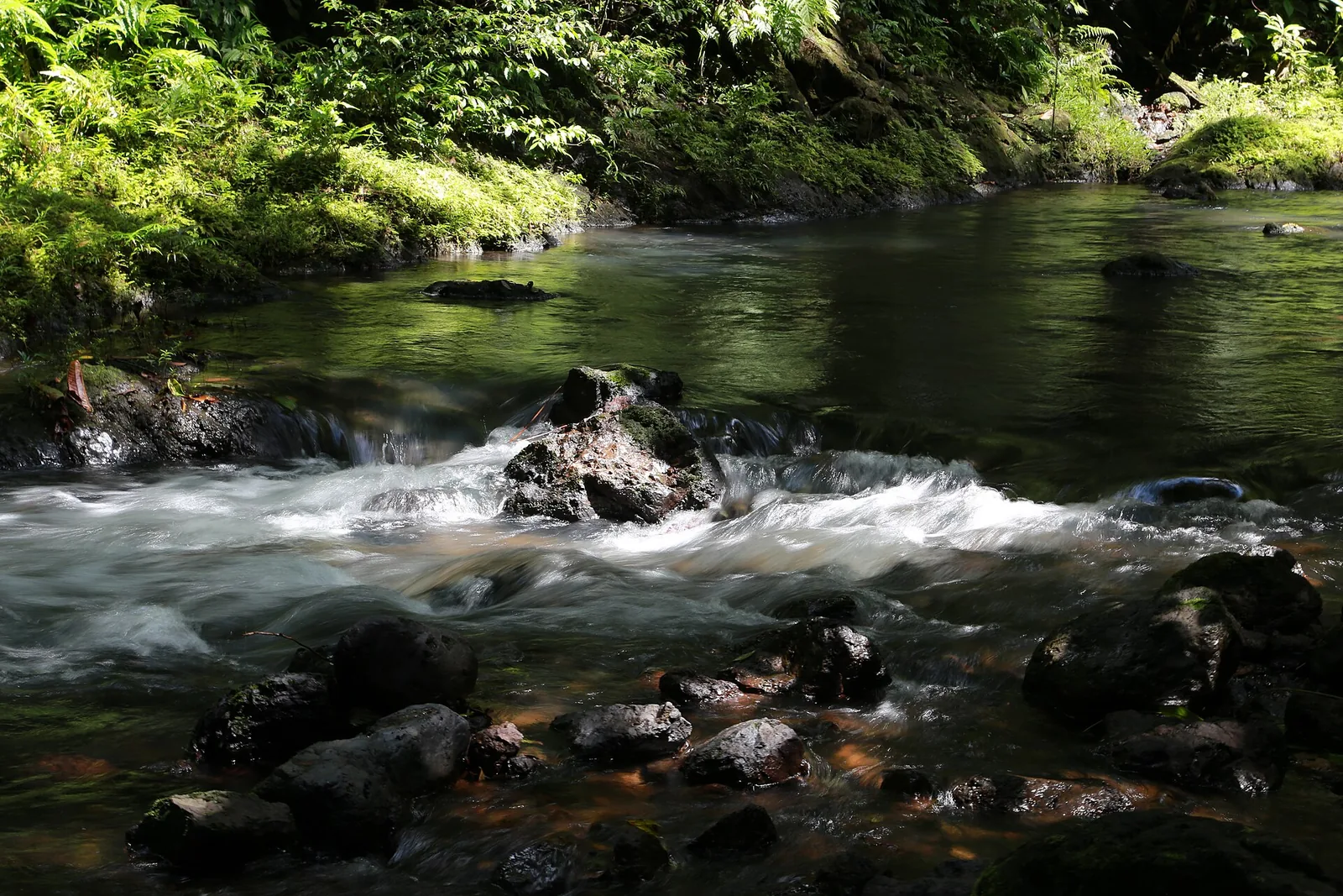 A clear river flows over stones through the dense rainforest of Corcovado National Park