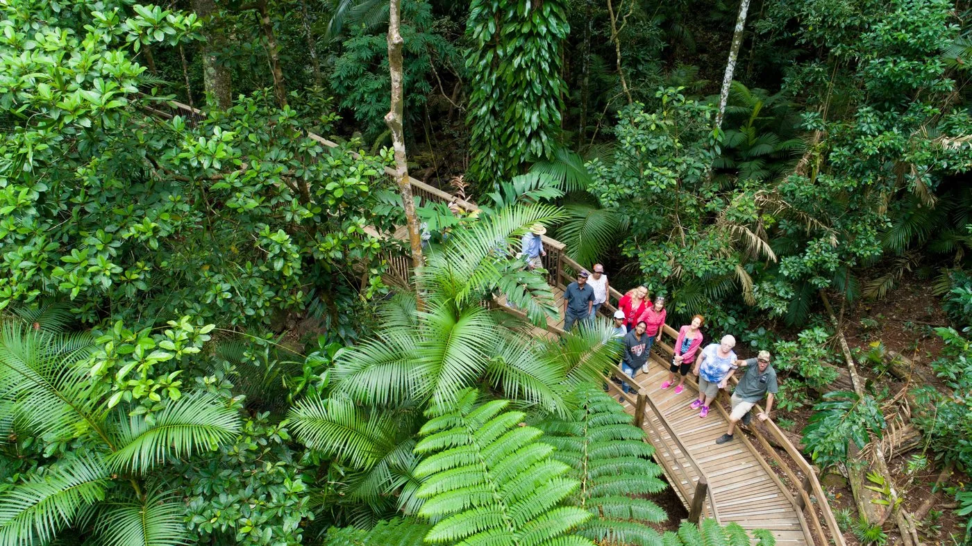 Offer photo: From Cairns: by 4WD through the Daintree to Cape Tribulation