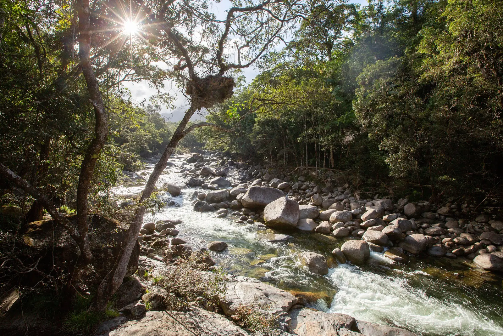 The Mossman River in Mossman Gorge in Daintree National Park foaming over large granite boulders, with dense rainforest to the left and right