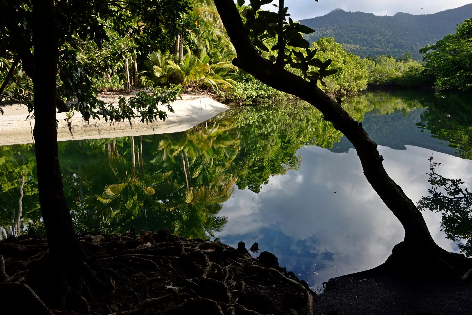 The mouth of Myall Creek near Cape Tribulation in Daintree National Park: a still creek reflecting trees and sky, with forested mountains in the background