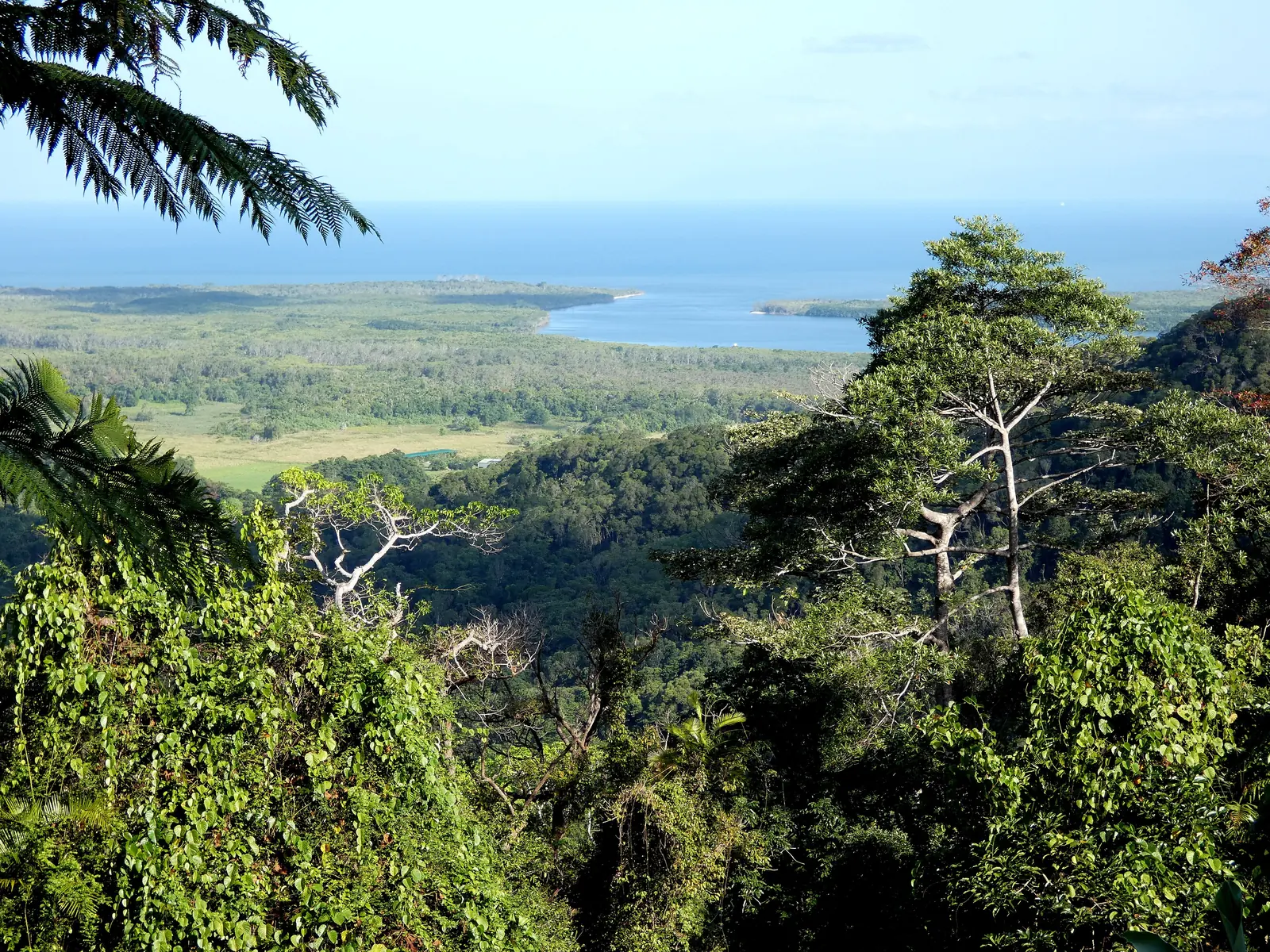 View from Walu Wugirriga (Mount Alexandra Lookout) in Daintree National Park across the rainforest to the mouth of the Daintree River and the Coral Sea