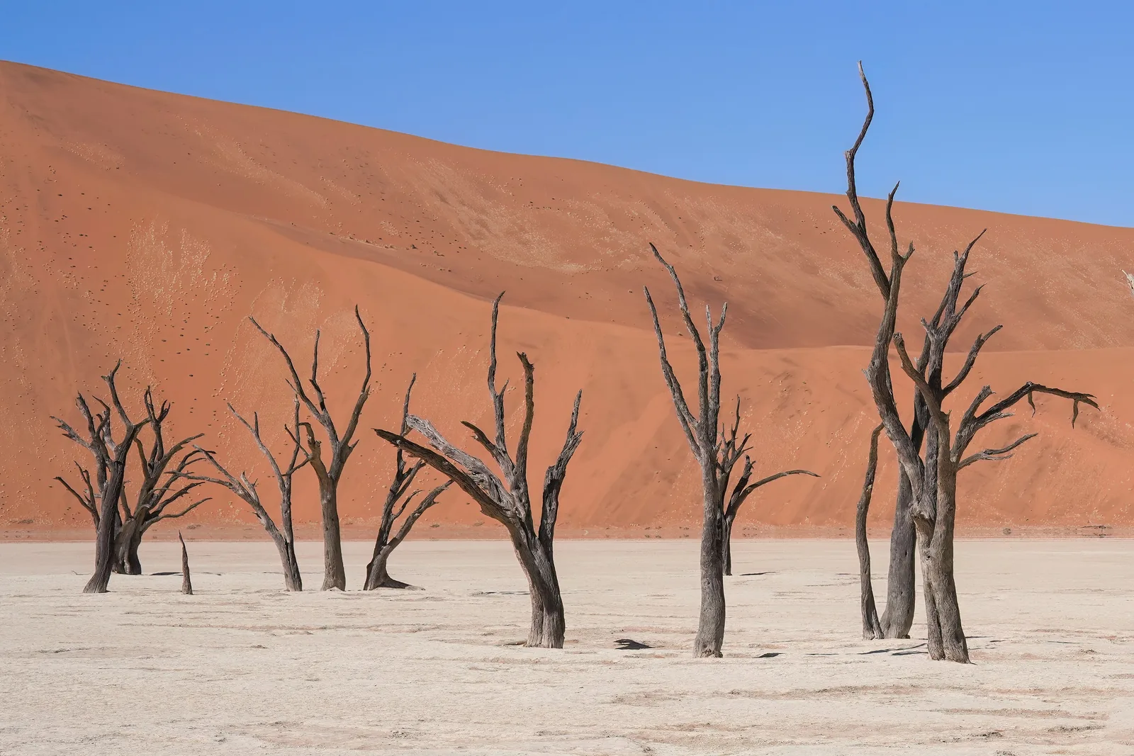 Dead camel thorn trees on the white clay floor of Deadvlei in Namib-Naukluft National Park, a red dune behind