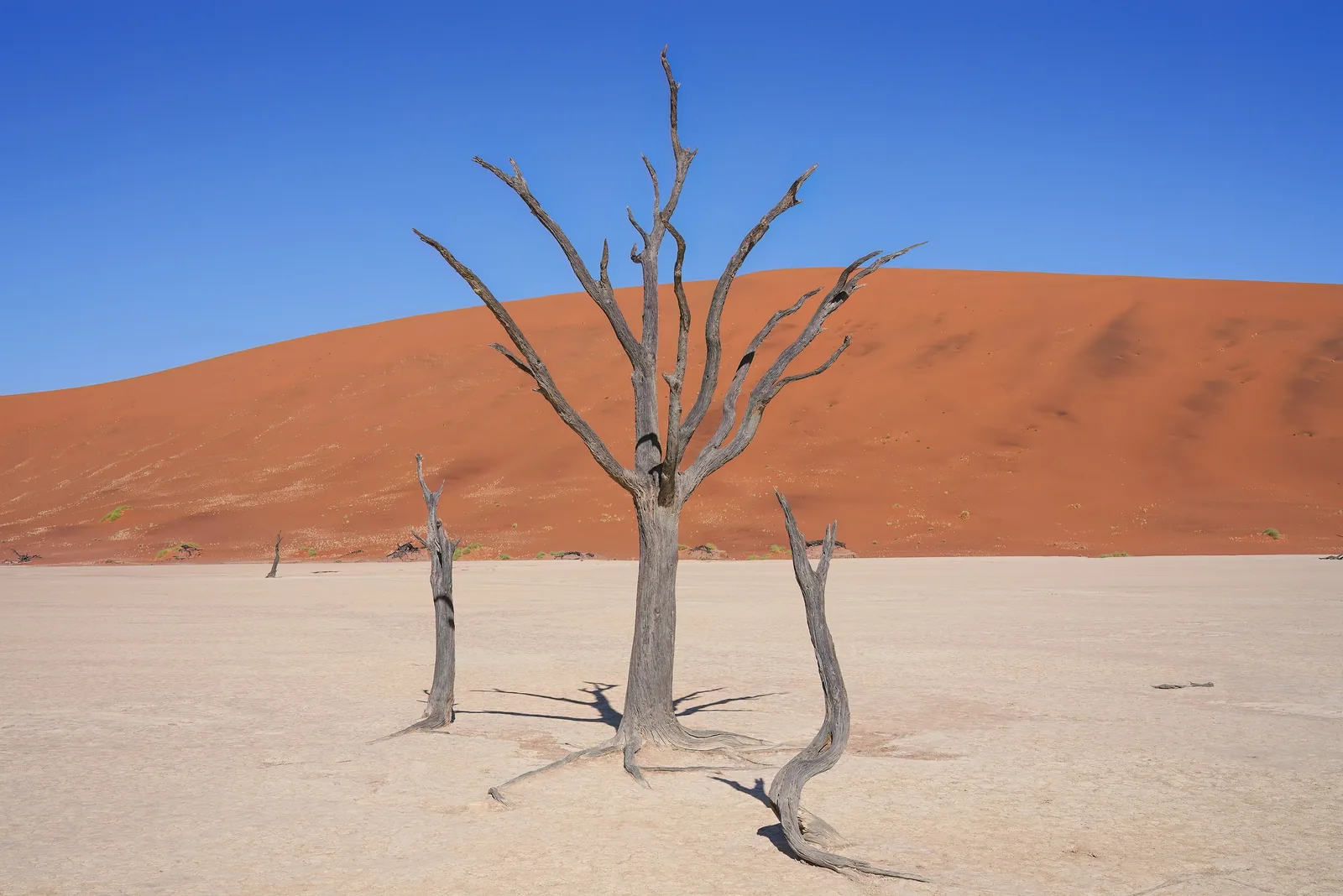 A group of dead camel thorn trees in Deadvlei in Namib-Naukluft National Park in front of orange-red dunes and a blue sky